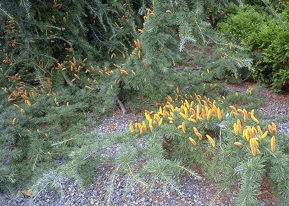 Cedrus deodara 