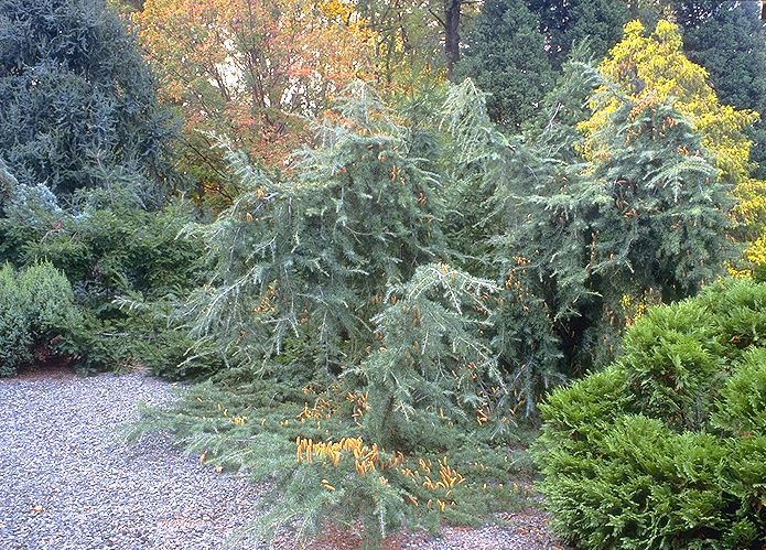 Cedrus deodara 