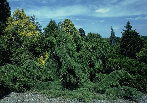 Cedrus deodara 