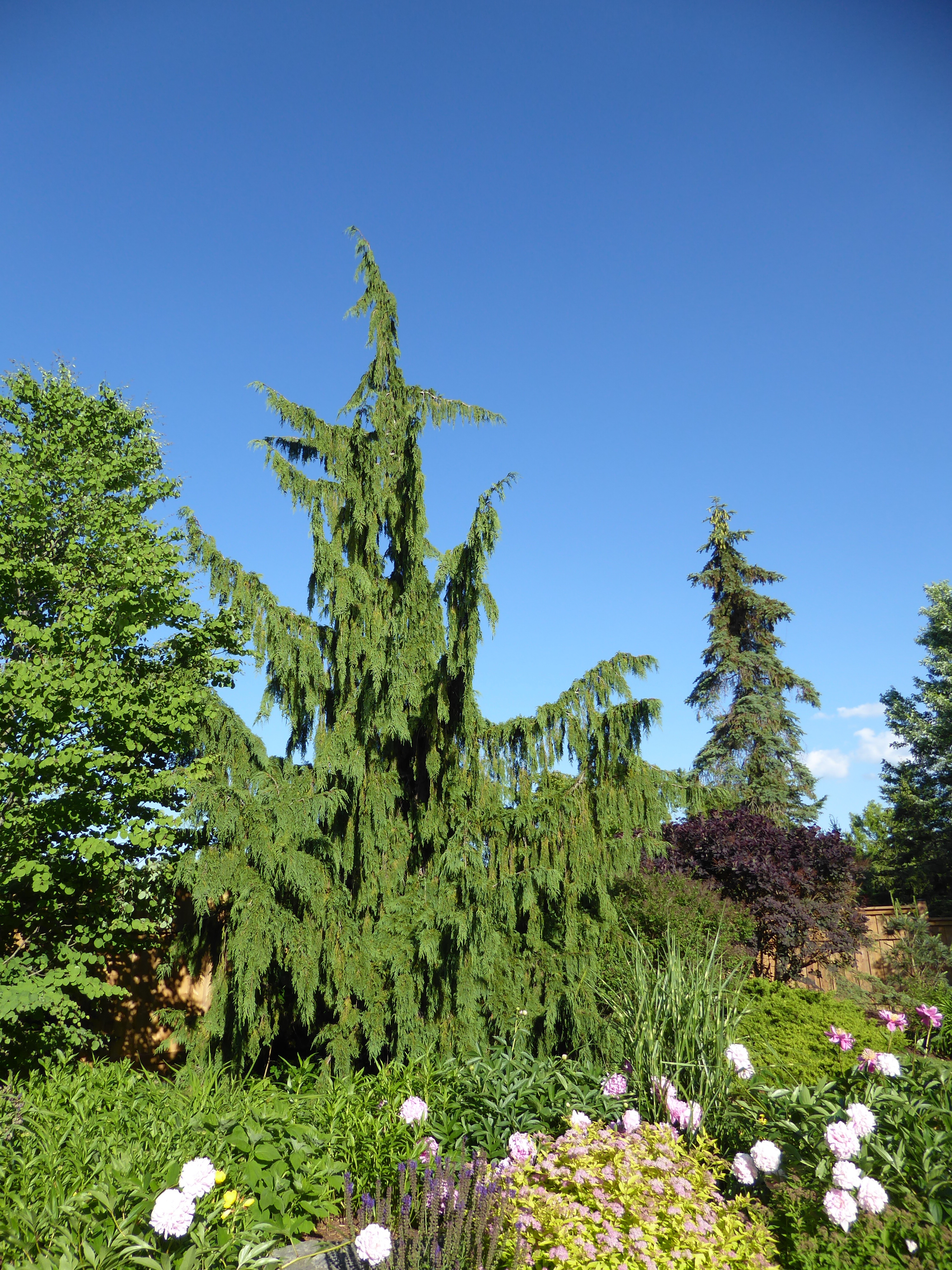 Cupressus nootkatensis 