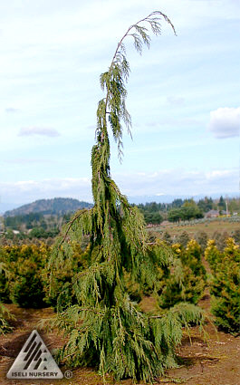 Cupressus nootkatensis 