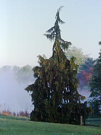Cupressus nootkatensis 