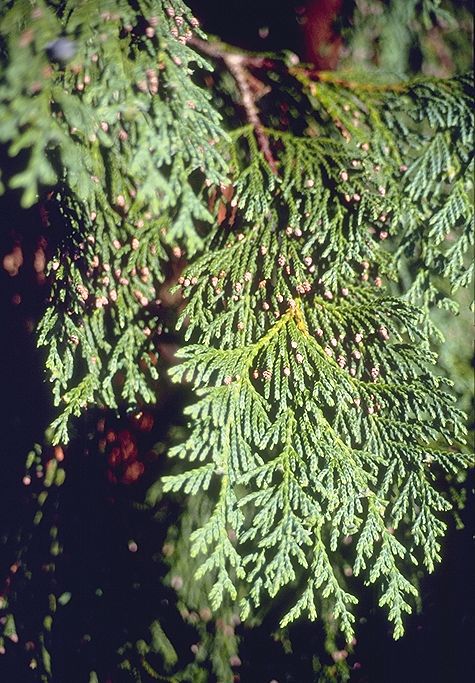 Cupressus nootkatensis 
