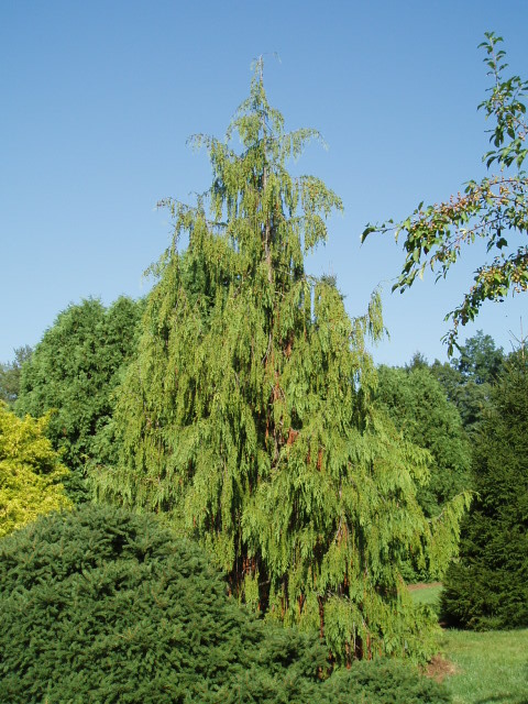 Cupressus nootkatensis 