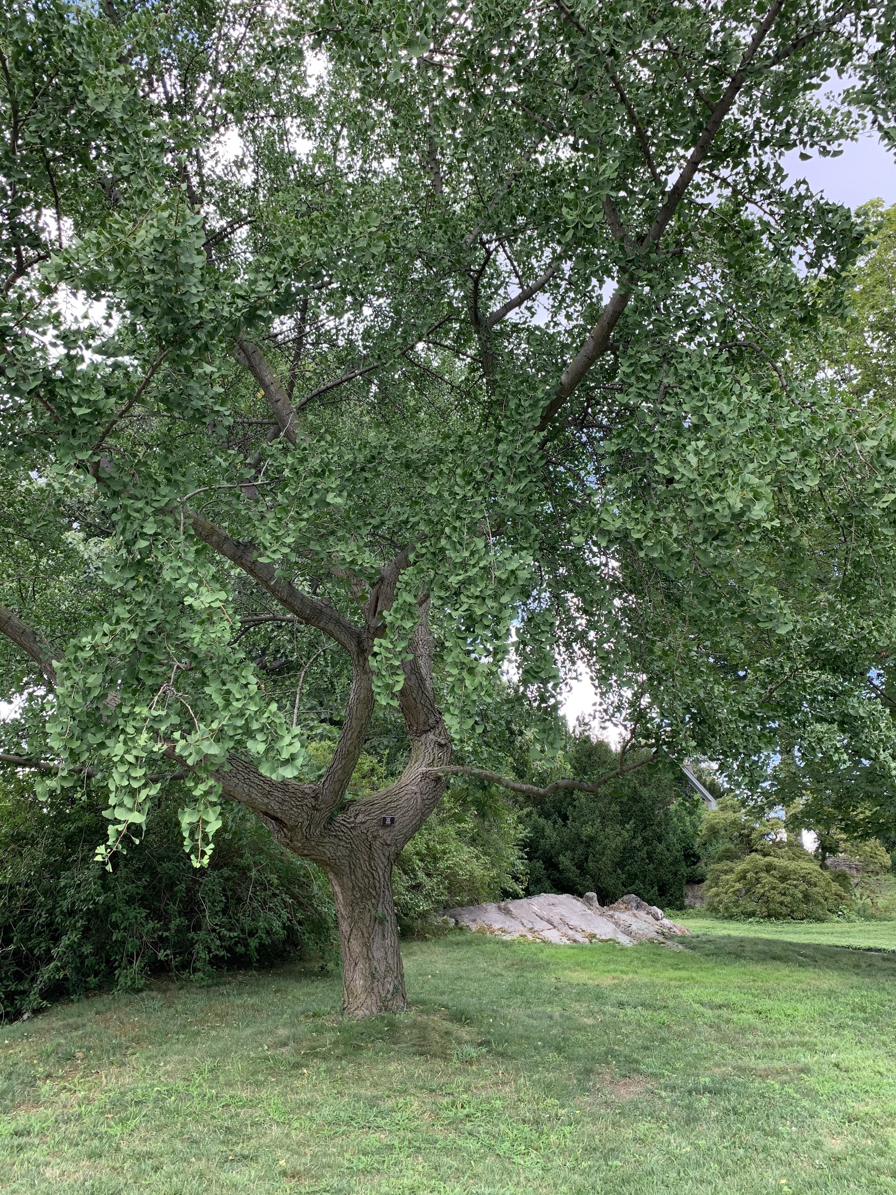 Ginkgo biloba 