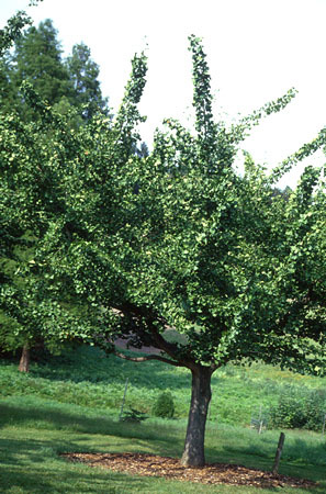 Ginkgo biloba 