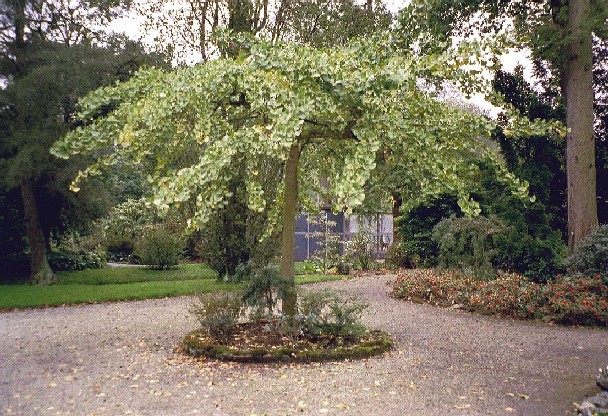 Ginkgo biloba 