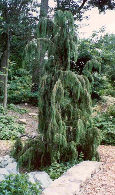 Juniperus rigida 