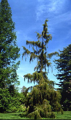 Juniperus rigida 