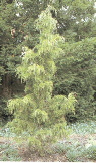 Juniperus virginiana 