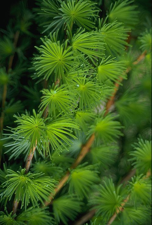 Larix decidua 