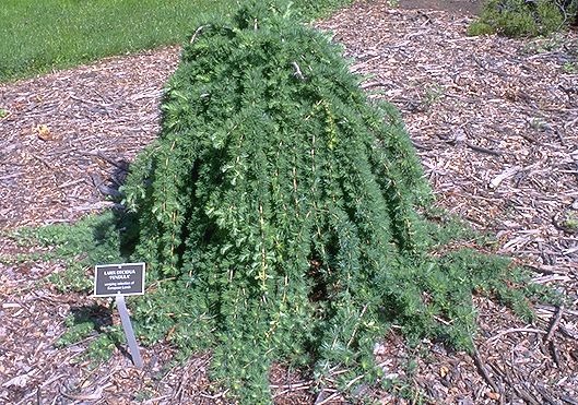 Larix decidua 