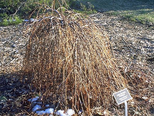 Larix decidua 