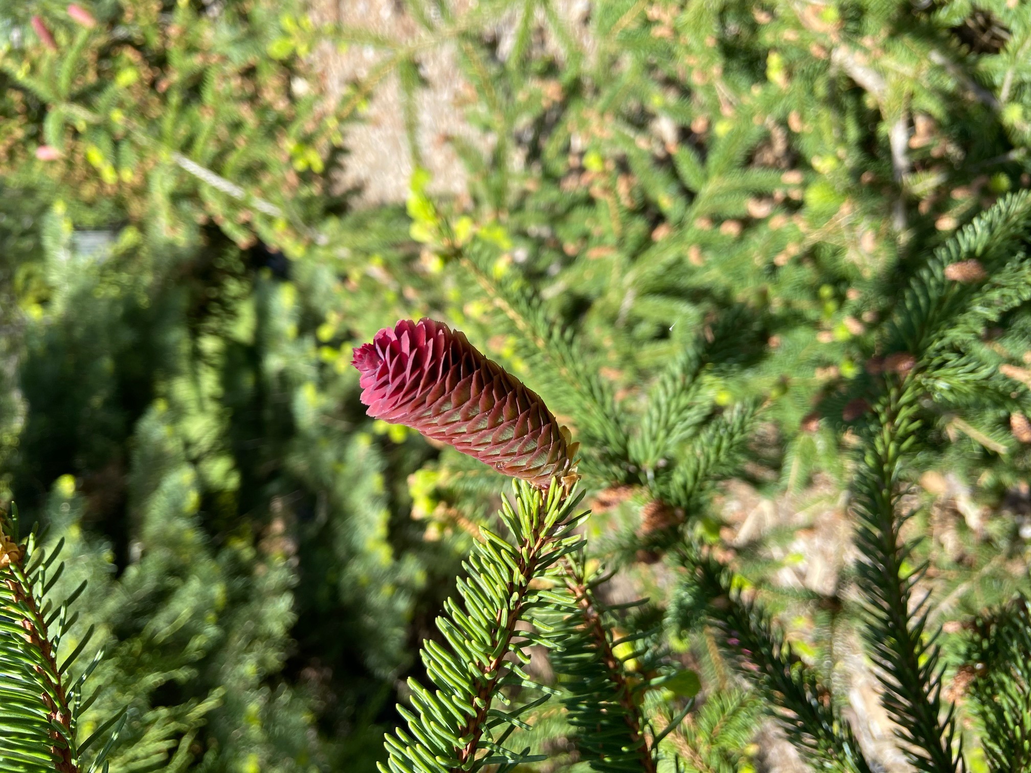 Picea abies 