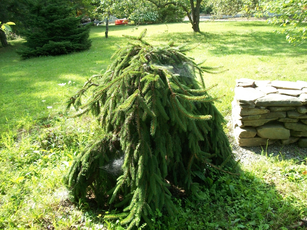 Picea abies 