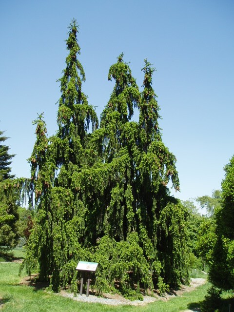 Picea abies 