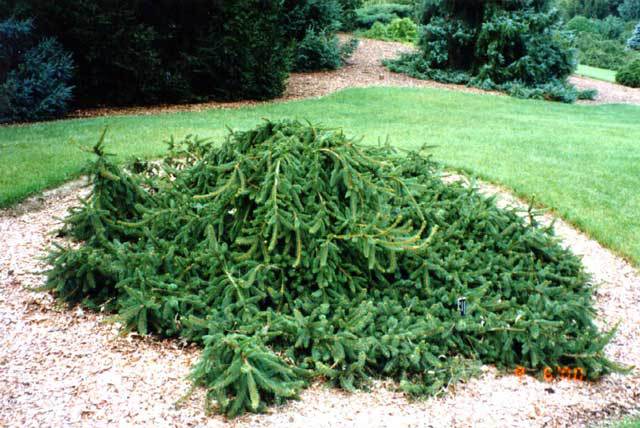 Picea abies 