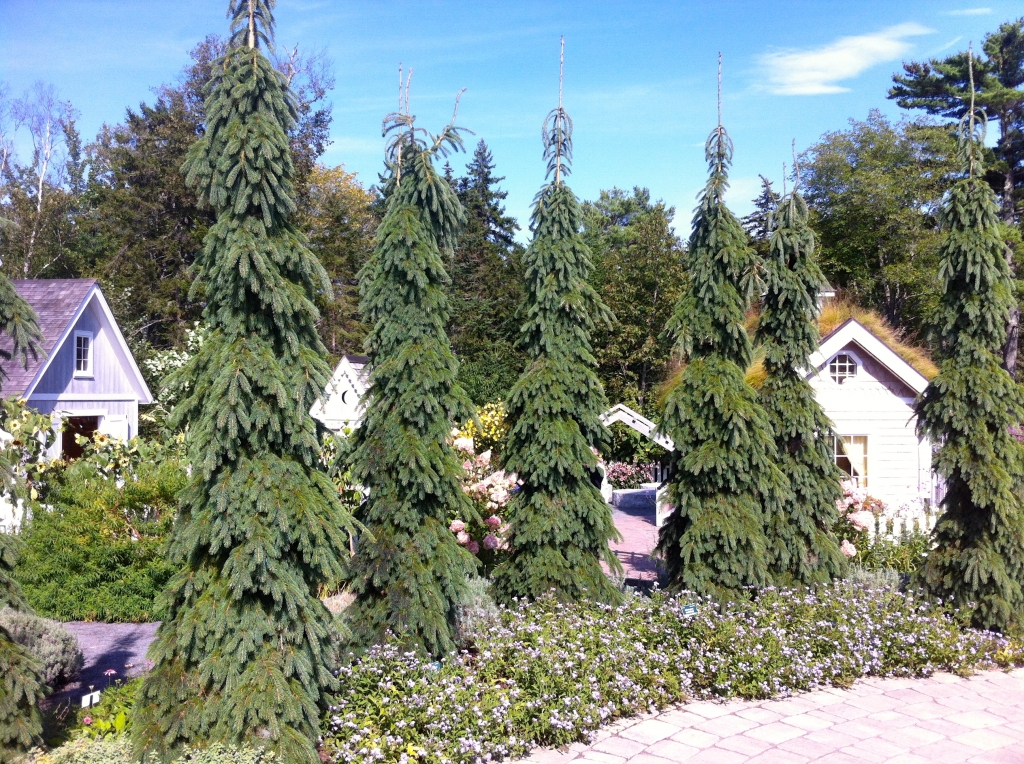 Picea glauca 
