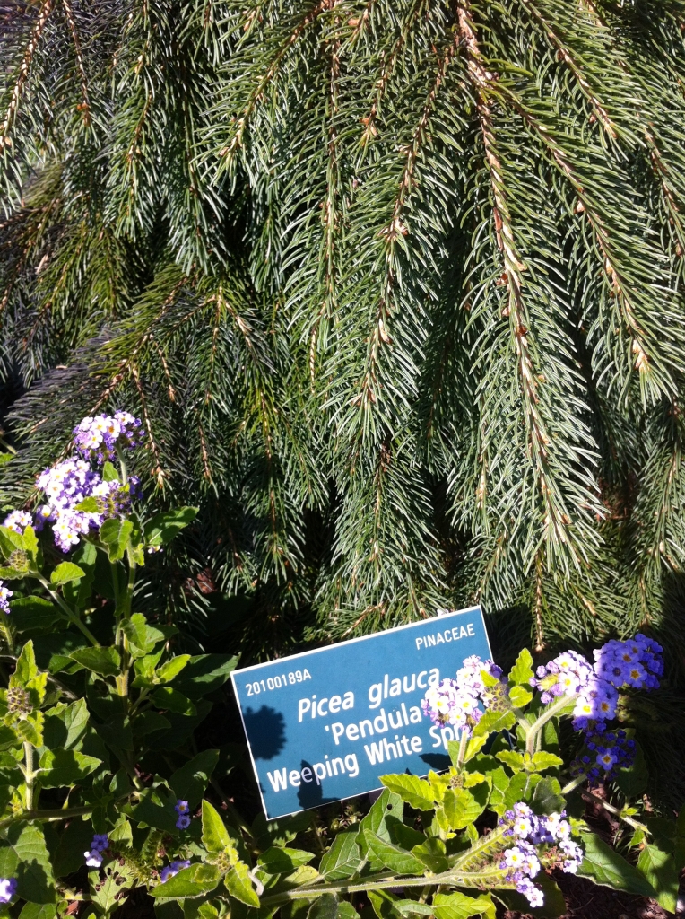 Picea glauca 