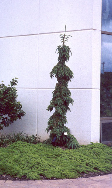 Picea glauca 