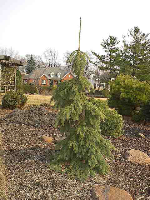 Picea glauca 