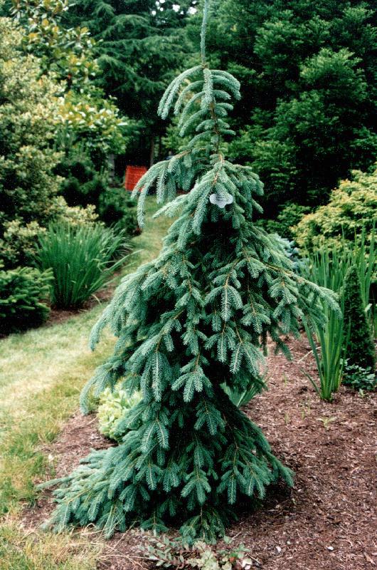 Picea glauca 