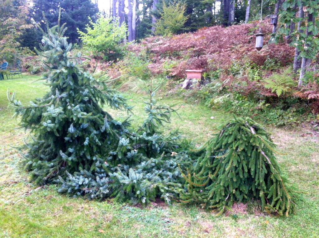 Picea omorika 