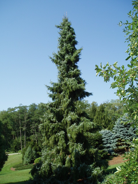 Picea omorika 