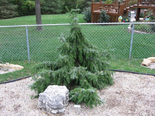 Picea omorika 