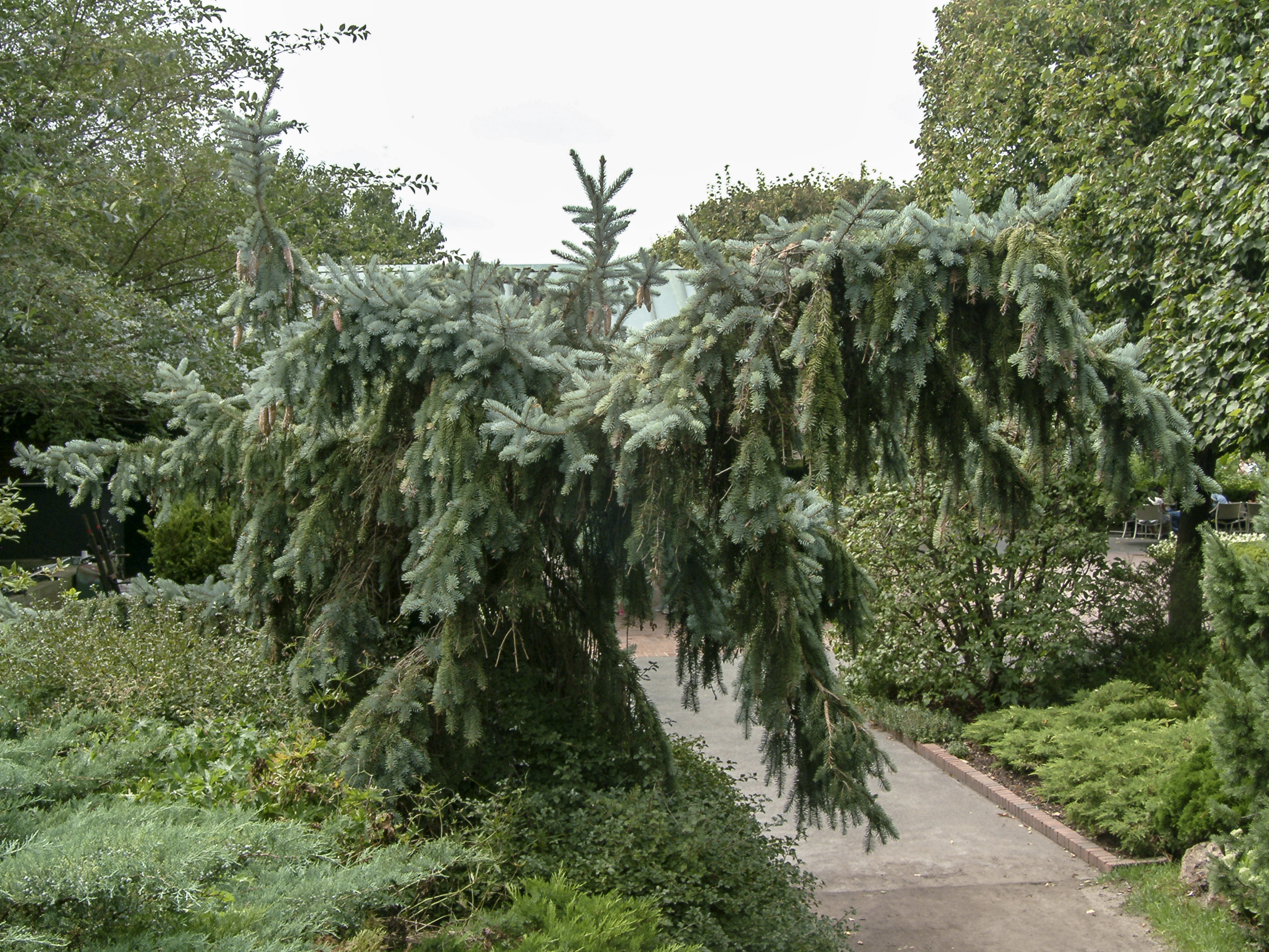 Picea pungens 