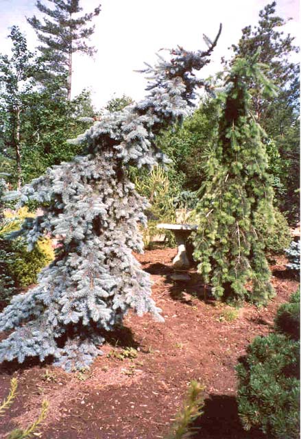 Picea pungens 