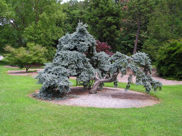 Picea pungens 
