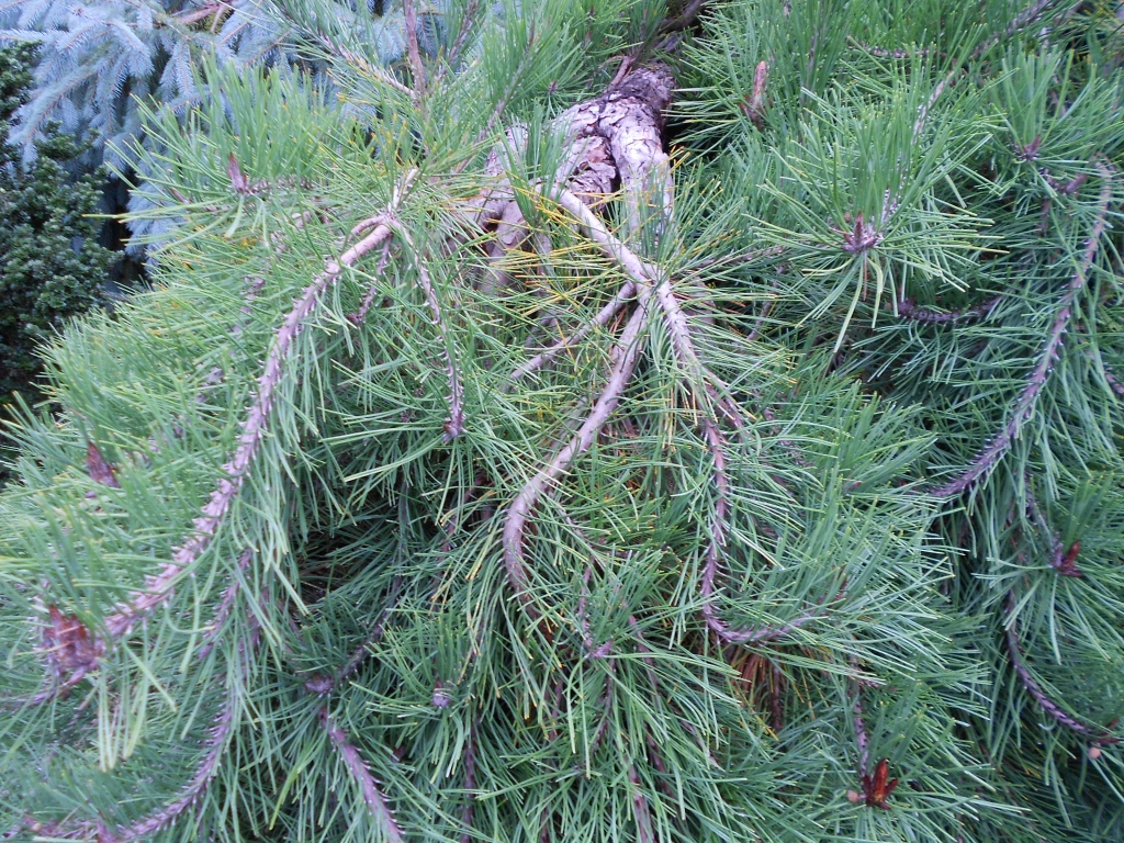 Pinus densiflora 