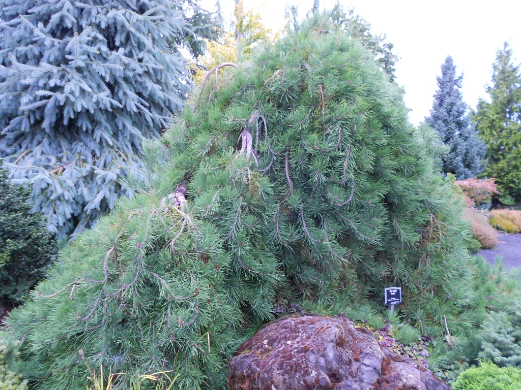 Pinus densiflora 