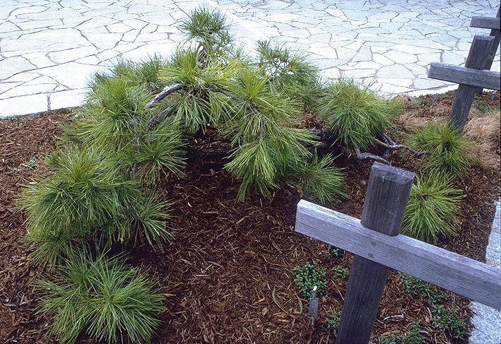 Pinus densiflora 
