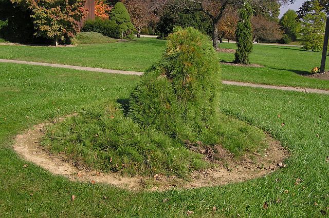 Pinus densiflora 