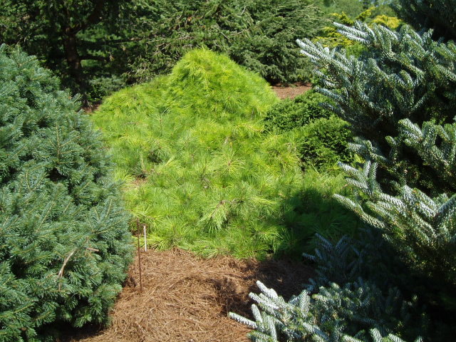 Pinus densiflora 