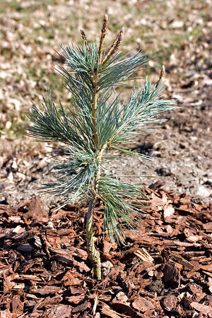 Pinus flexilis 