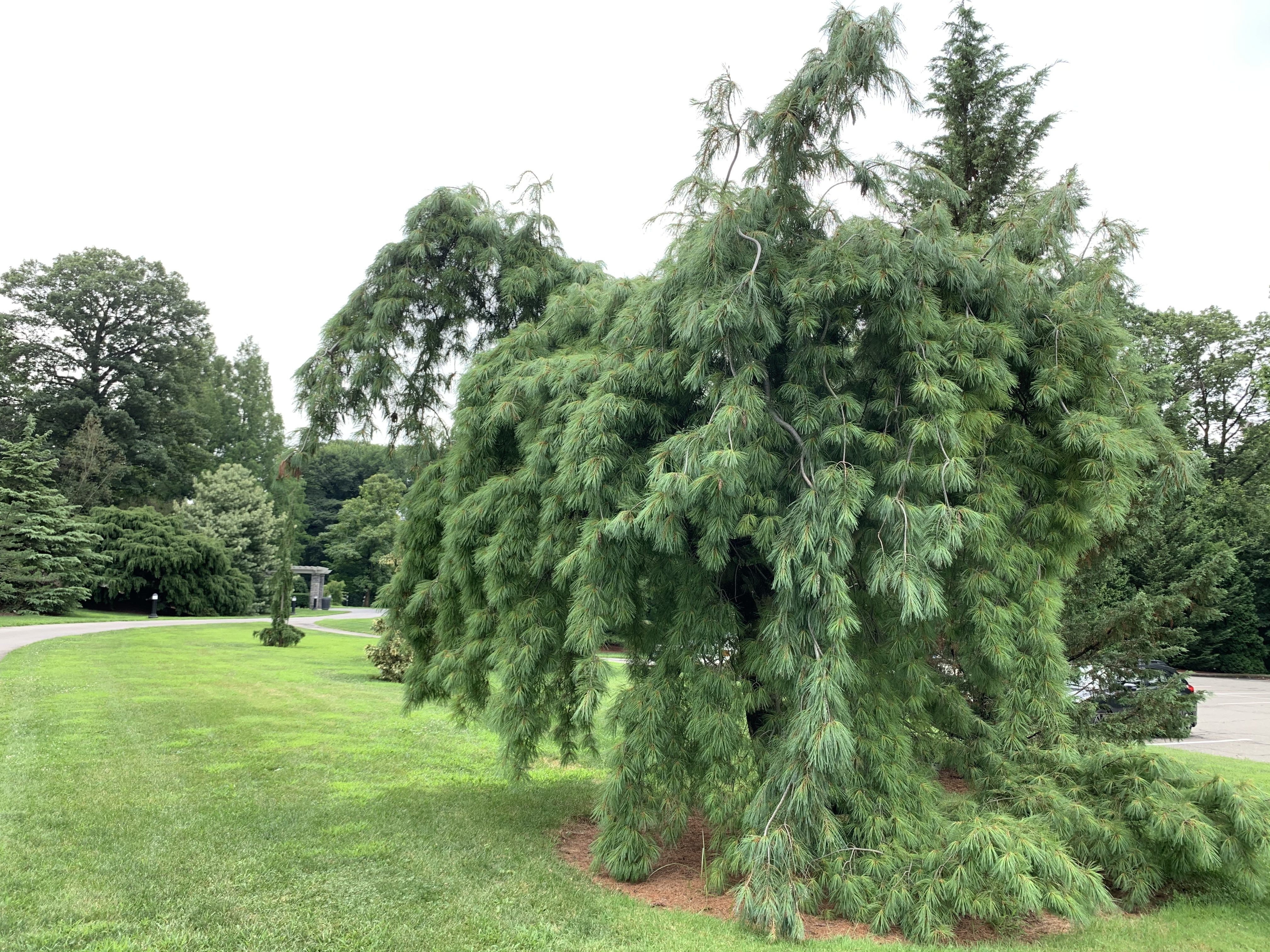 Pinus strobus 
