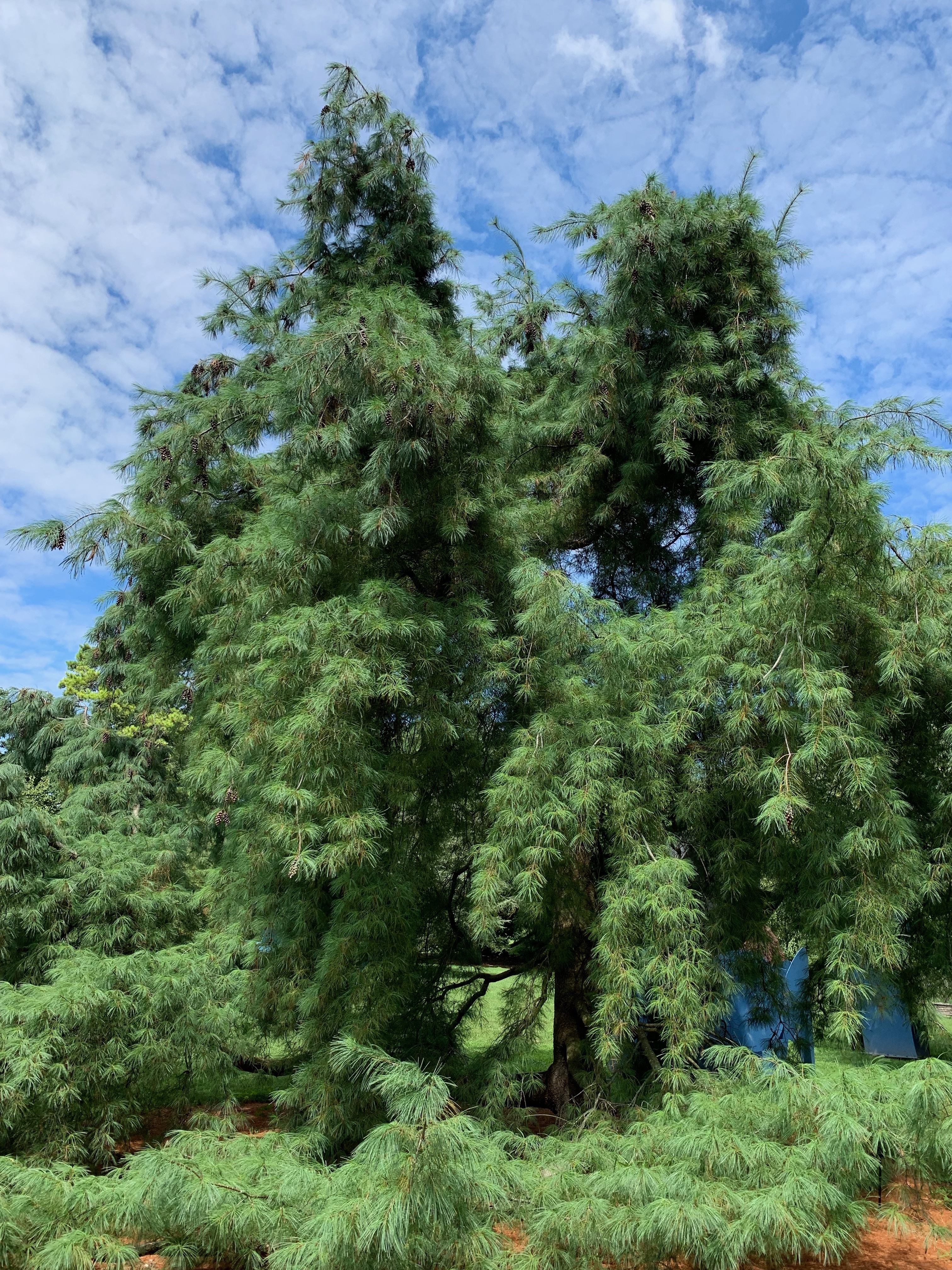 Pinus strobus 