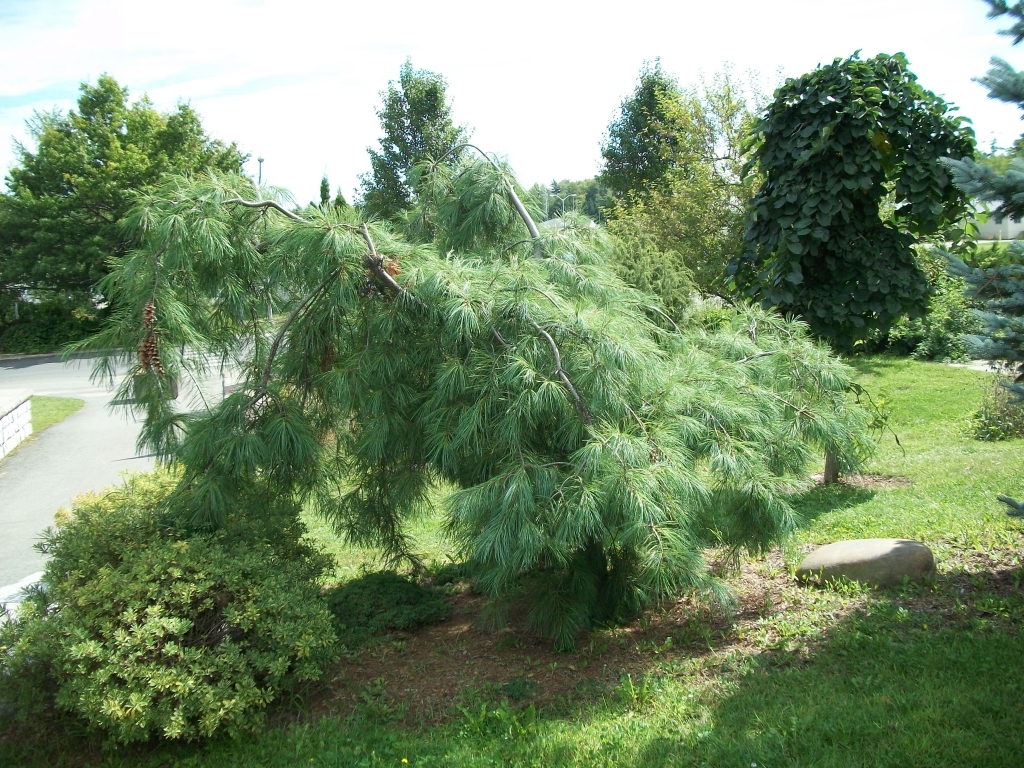 Pinus strobus 