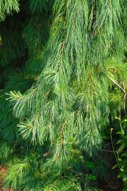 Pinus strobus 