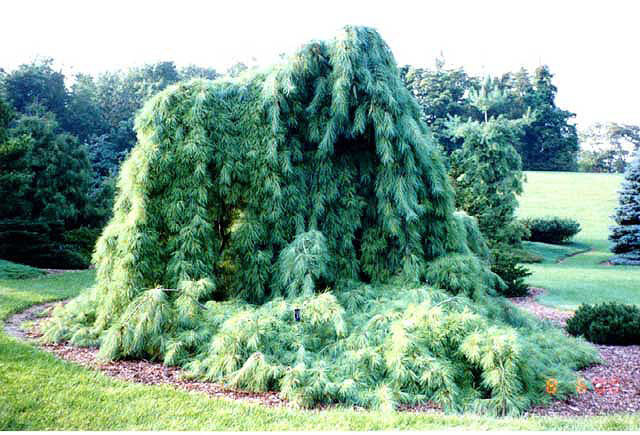 Pinus strobus 