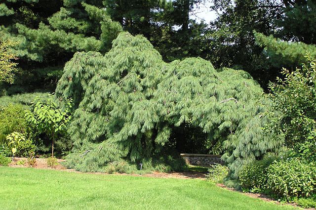 Pinus strobus 