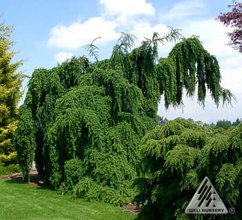 Pseudotsuga menziesii 