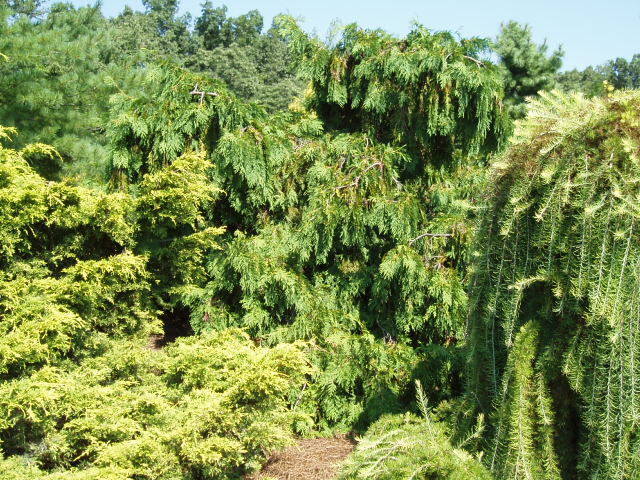 Thuja occidentalis 
