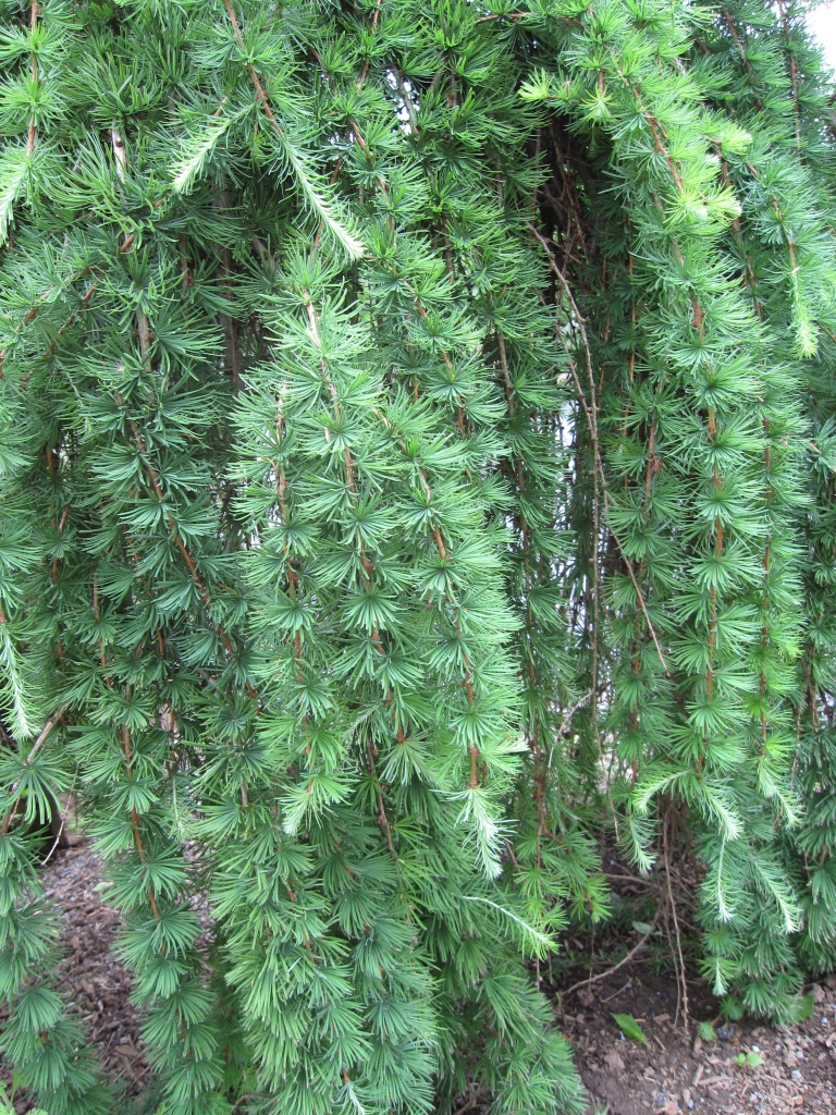 Larix kaempferi 