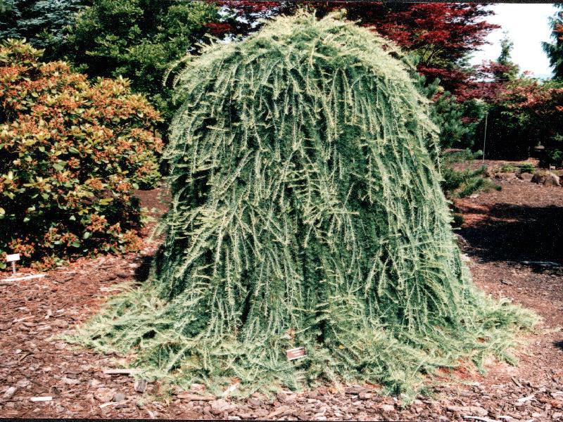 Larix kaempferi 