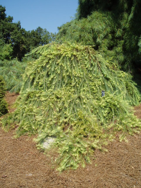 Larix kaempferi 