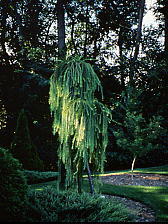 Larix kaempferi 